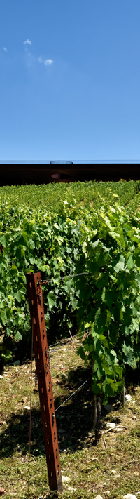 antinori
