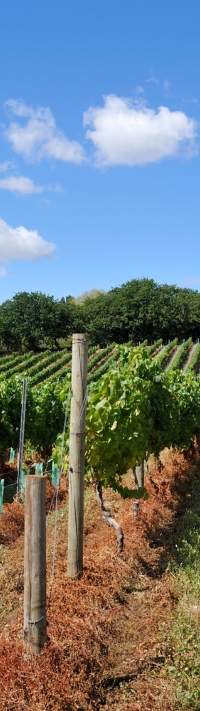 wine garda (3)
