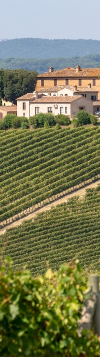 wine garda (4)