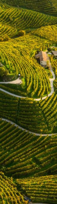 prosecco region (2)